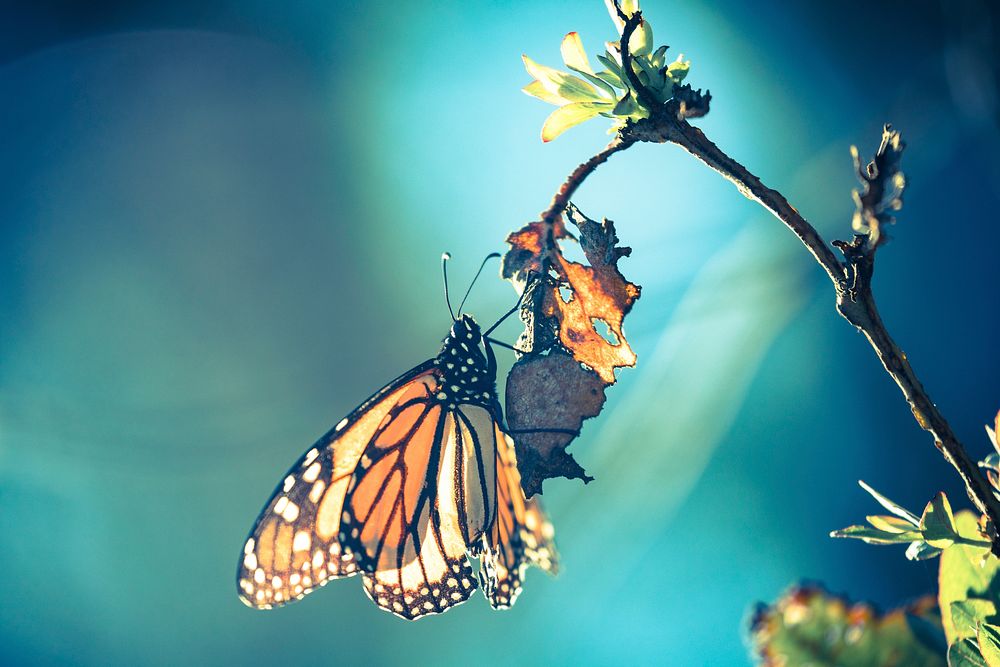 Monarch butterfly on branch, blue background. Original public domain image from Flickr