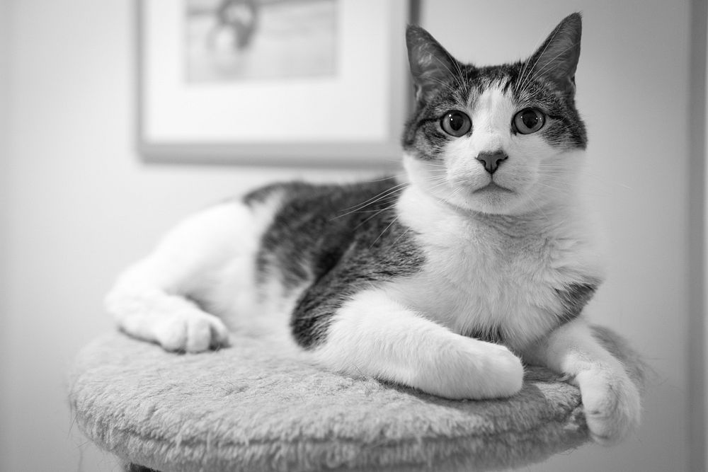 Cat sitting on cat tower in black and white. Original public domain image from Flickr
