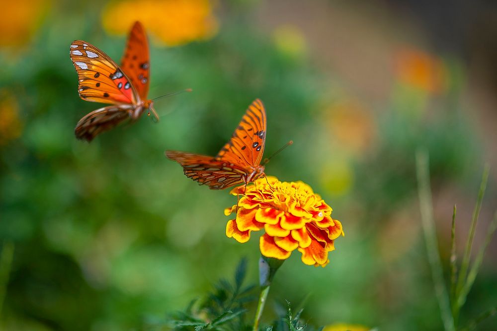 Butterflies is scene on the marigolds. Original public domain image from Flickr