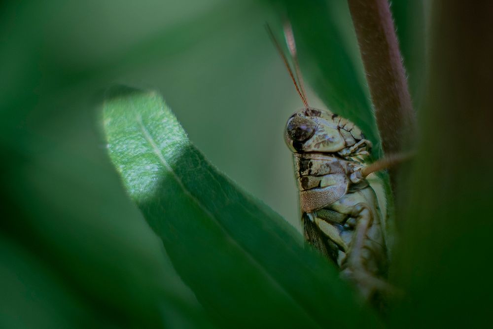 A constant nemesis, a grasshopper is seen on one of Mayim Farm Owner Greg Lolley's plants.