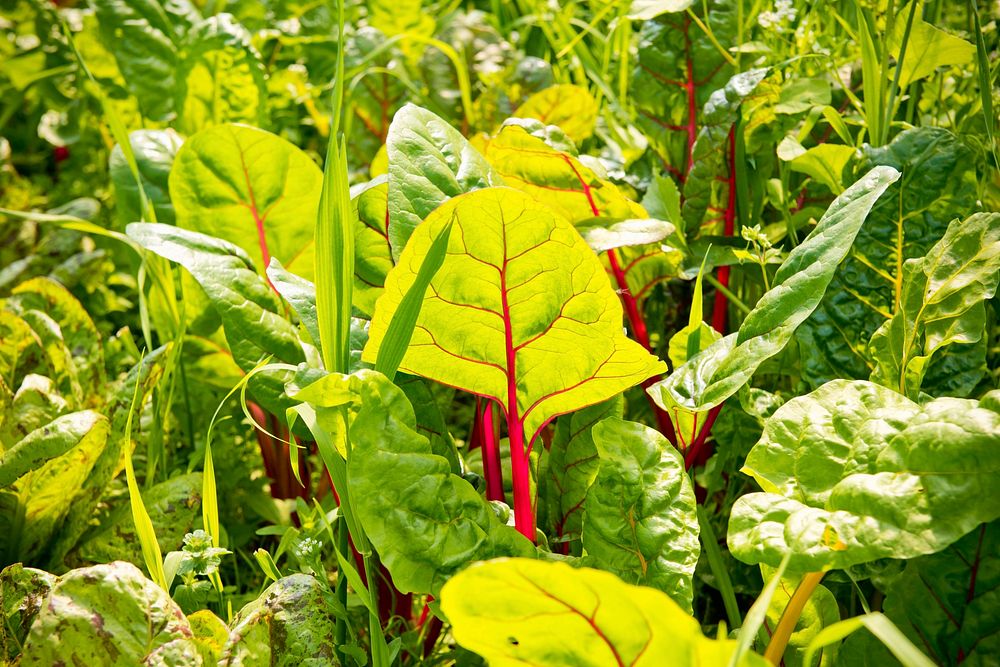 Cover crops planted on the Homestead Organics farms near Hamilton, Mont., builds organic matter in the soil. Ravalli County…