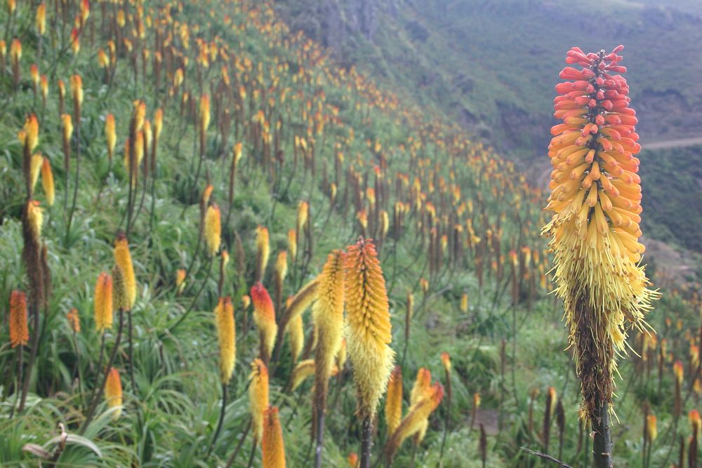 Simien Mountains National Park, Ethiopian Highlands. Original public domain image from Flickr