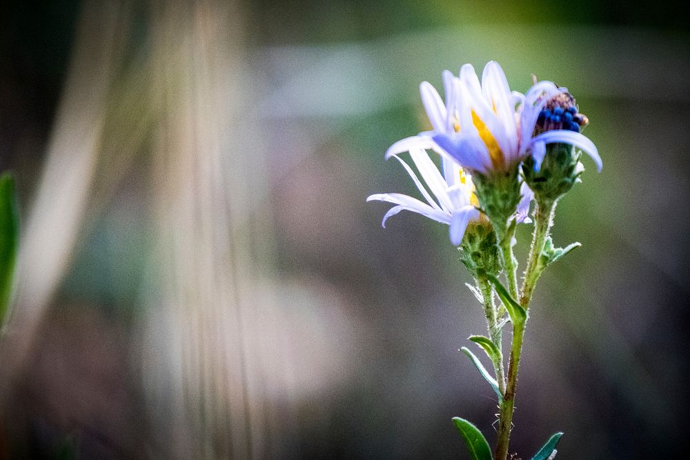 Wild Thistle Flower-Fremont Winema. Original public domain image from Flickr