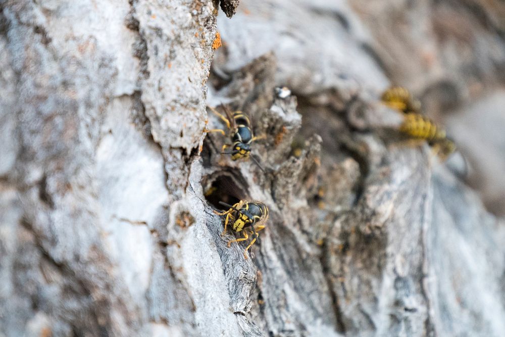 Wasp Nest in Poplar Tree-Fremont Winema. Original public domain image from Flickr