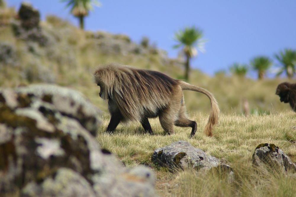 Gelada baboon, Simien Mountains National Park, Ethiopian Highlands. Original public domain image from Flickr
