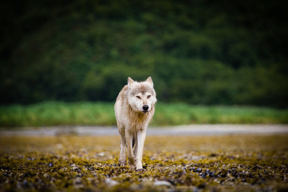 Coastal wolf background. Original public domain image from Flickr