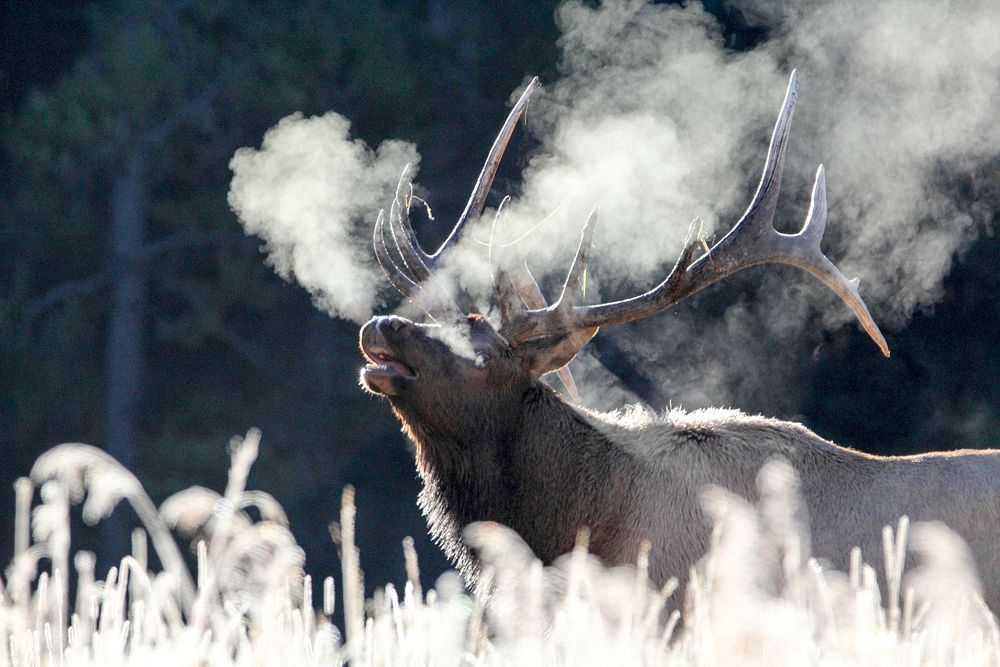 Bull elk bugling on frosty forest. Original public domain image from Flickr
