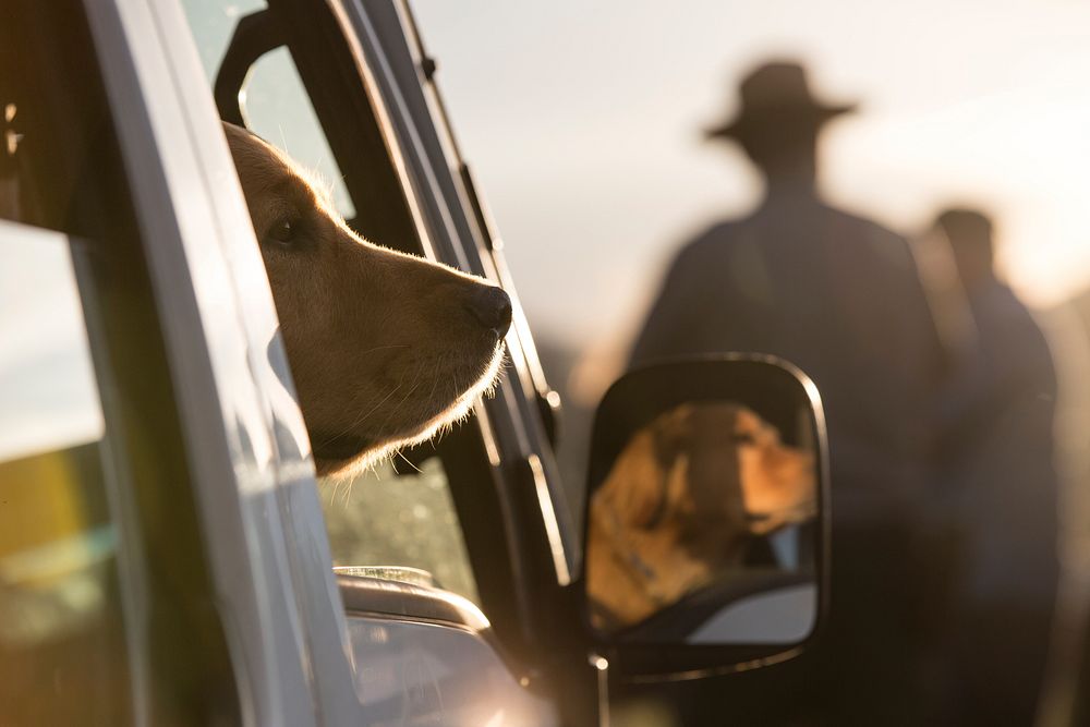 Dog waiting in car, Lamar Valley. Original public domain image from Flickr