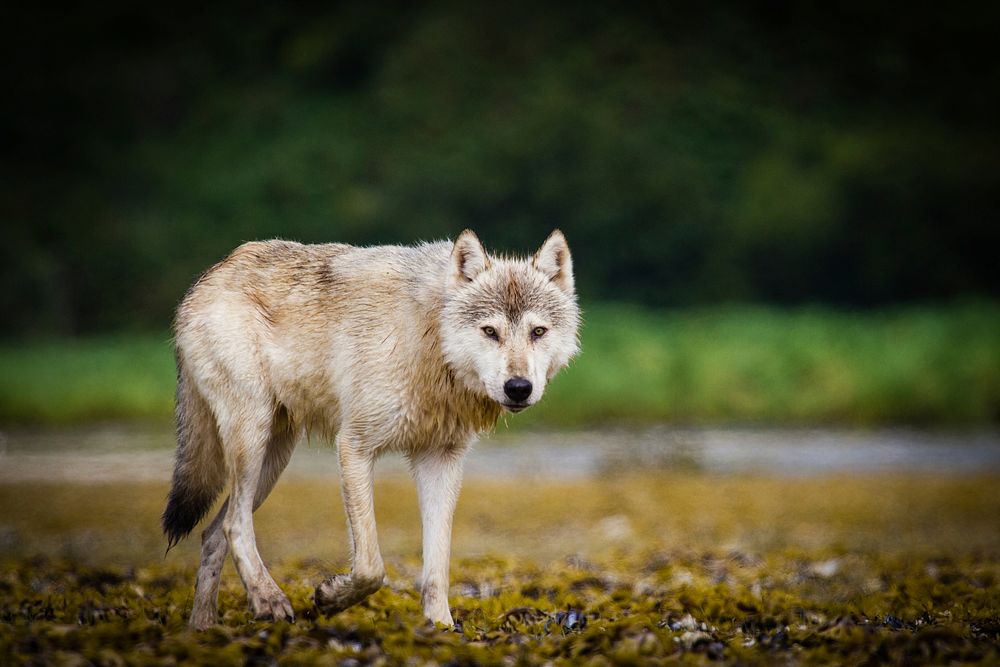 Coastal wolf background. Original public domain image from Flickr