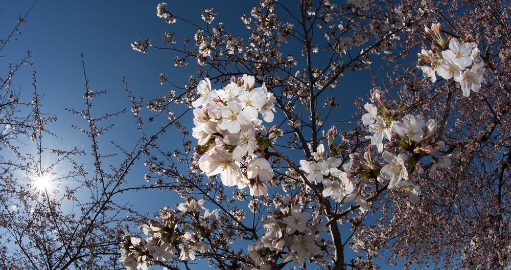 Cherry trees around the Tidal Basin have begun to blossom in Washington, D.C., on Wednesday, March 22, 2017.