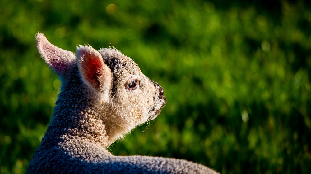 Lamb and morning light. Original public domain image from Flickr