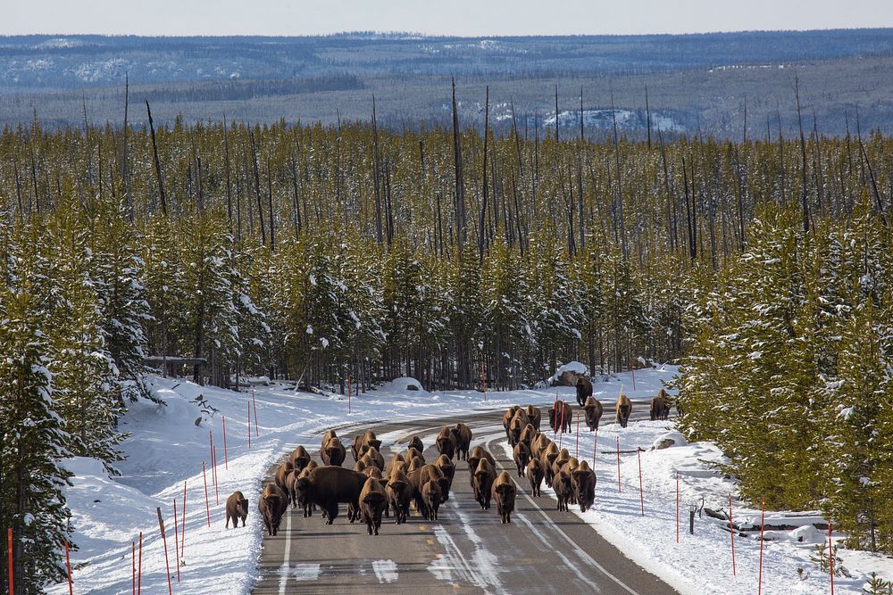 Bison on the road near Madison Junction by Neal Herbert. Original public domain image from Flickr