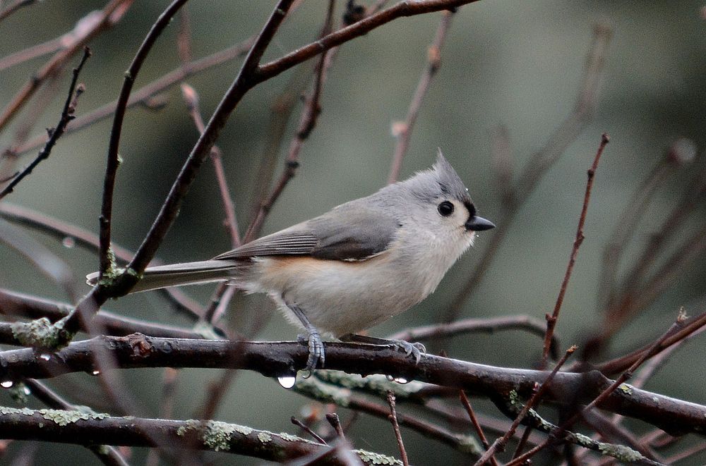 Tufted titmouse on brown branch. Original public domain image from Flickr
