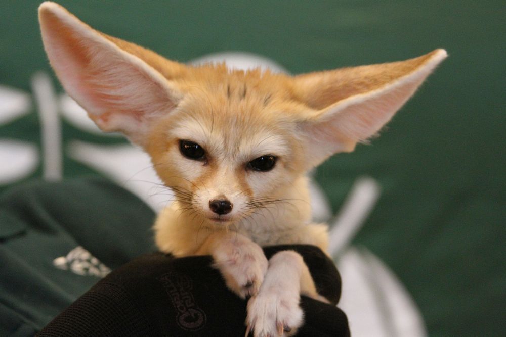 Close fennec fox face. Original | Free Photo - rawpixel