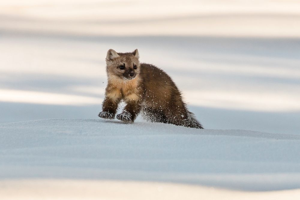 Marten bounding through the snow. Original public domain image from Flickr