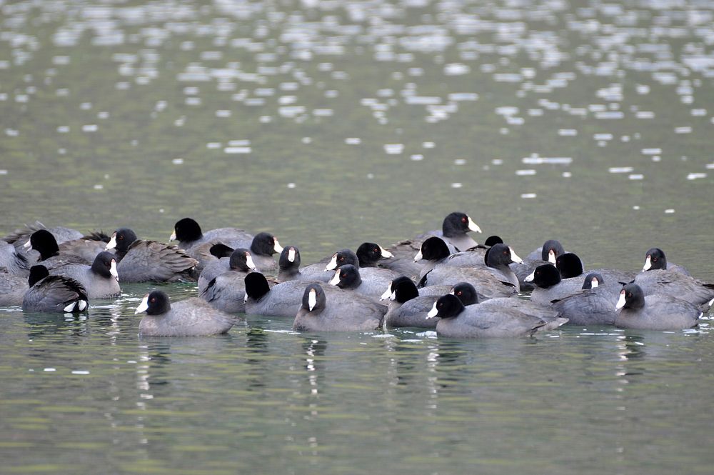 American coots. Original public domain image from Flickr