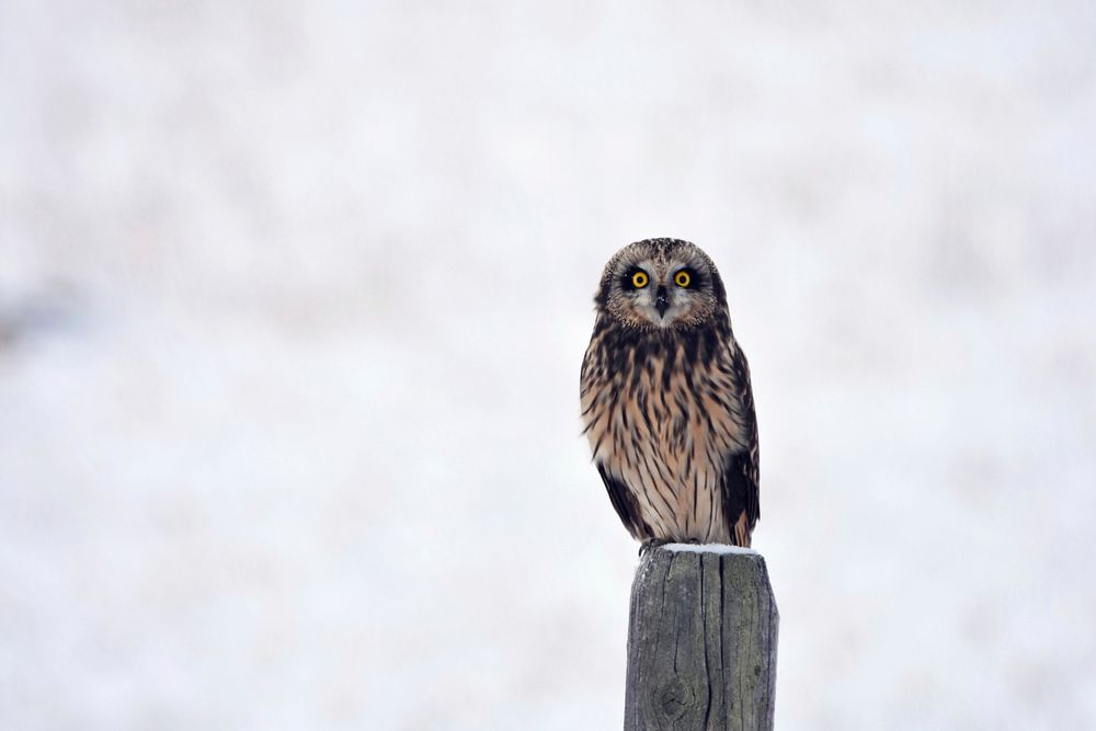 Short-eared owl on tree stump. Original public domain image from Flickr