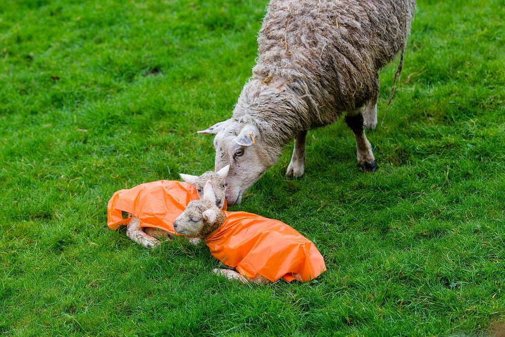 Lambs with orange raincoats. Original public domain image from Flickr