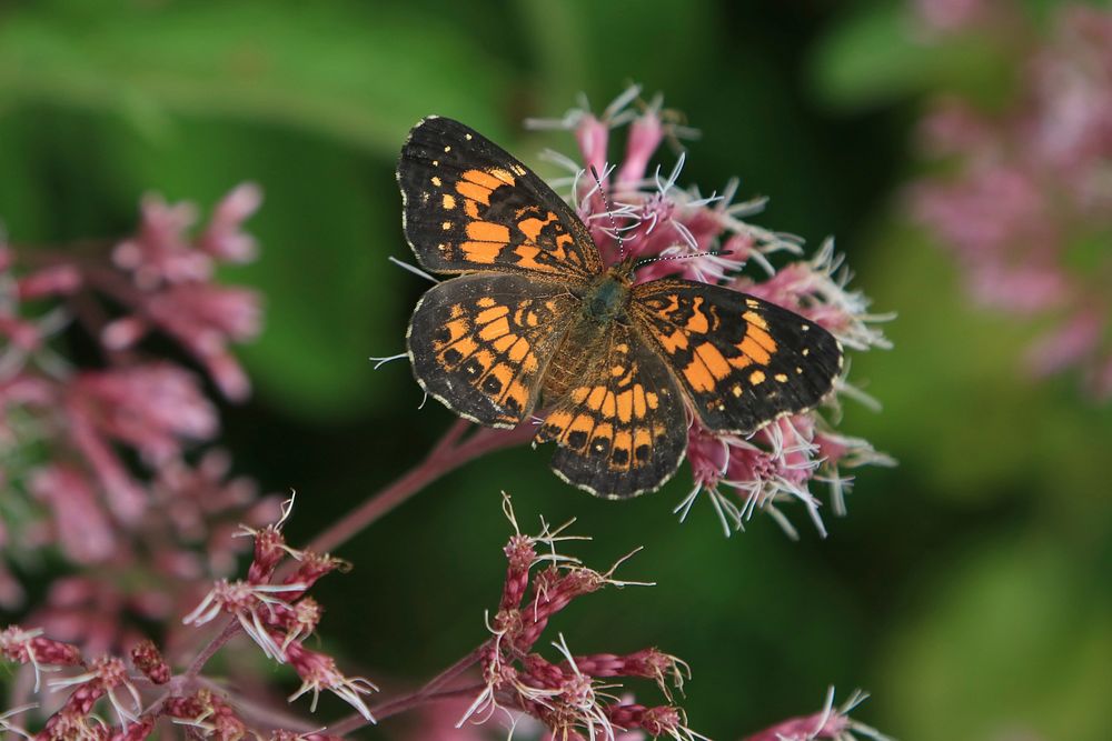 Aesthetic butterfly background. Original public domain image from Flickr