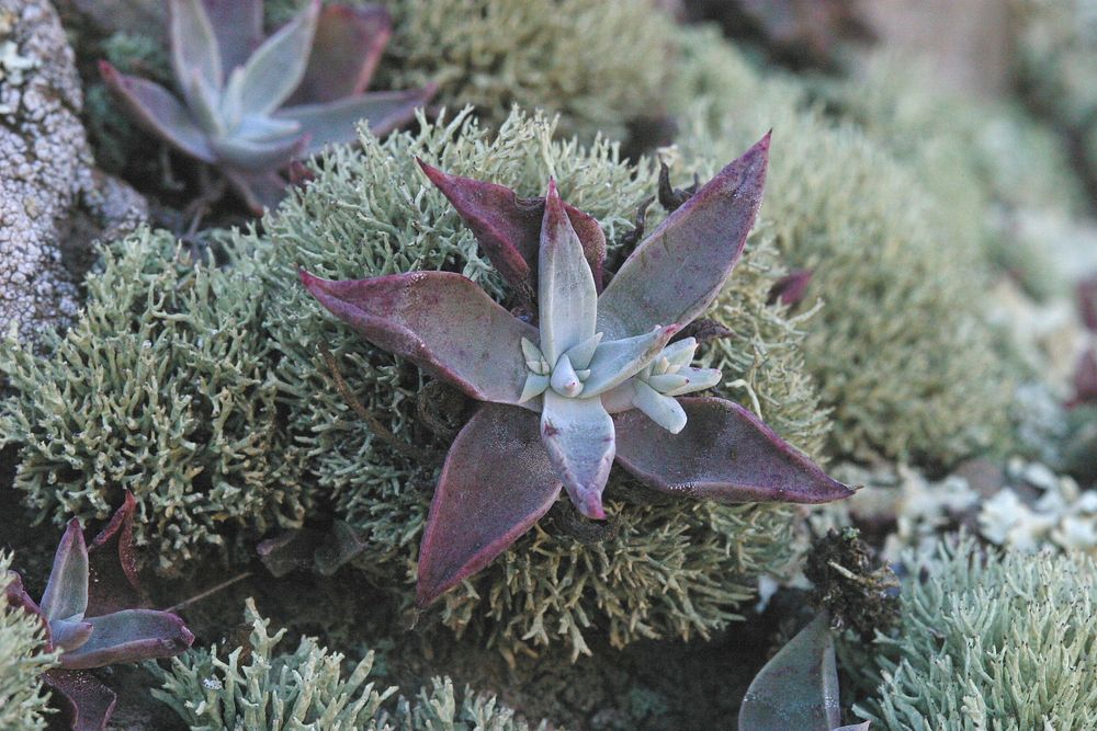 Lichen. Niebla ceruchoides. Original public domain image from Flickr