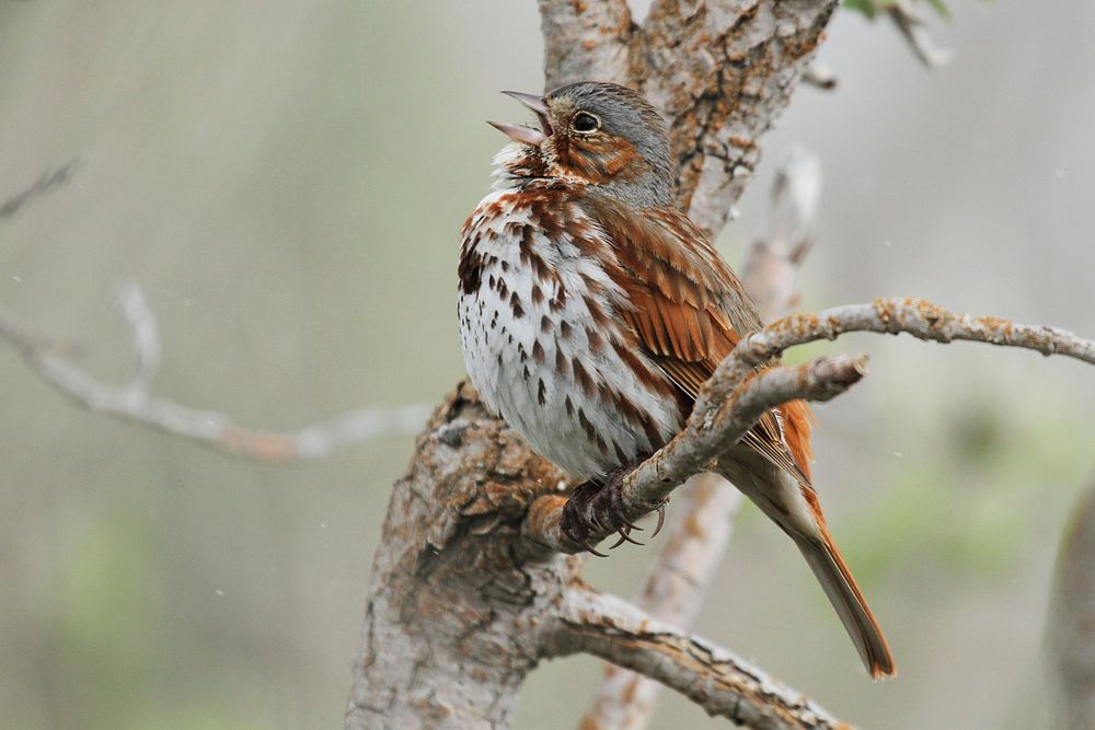 Sparrow. Original public domain image from Flickr