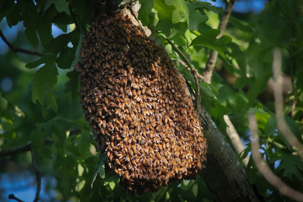 BeesThere are 20,000 known species of bees, and some are vanishing at an alarming rate.