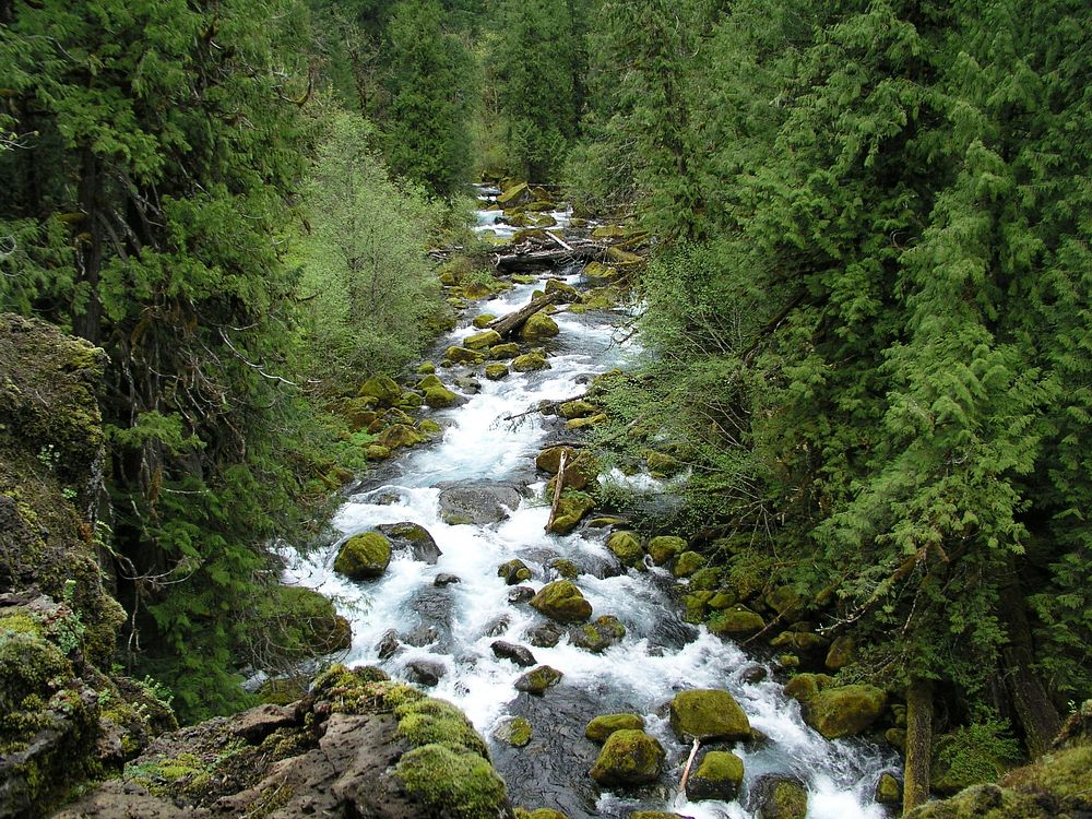 Upper McKenzie River Rapids, Willamette National Forest. Original public domain image from Flickr