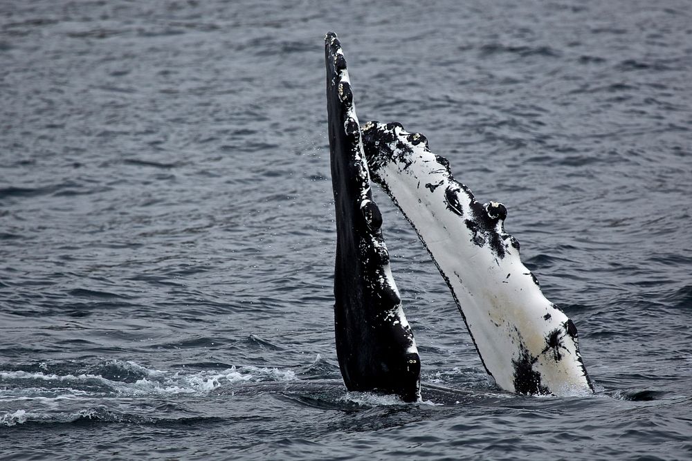 Humpback whale flipper. Original public domain image from Flickr