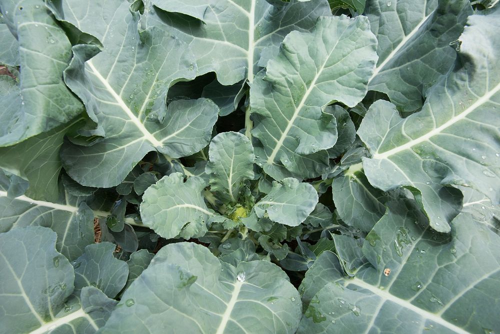 Broccoli growing in the U.S. Department of Agriculture (USDA) People's Garden, in Washington, D.C., on May 26, 2017.