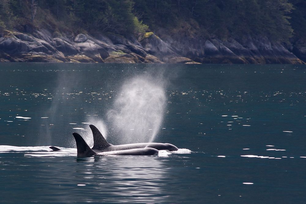 Killer whales. Original public domain image from Flickr