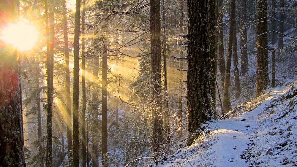 Winter Sunset on Proxy Falls Trail, Willamette National Forest. Original public domain image from Flickr