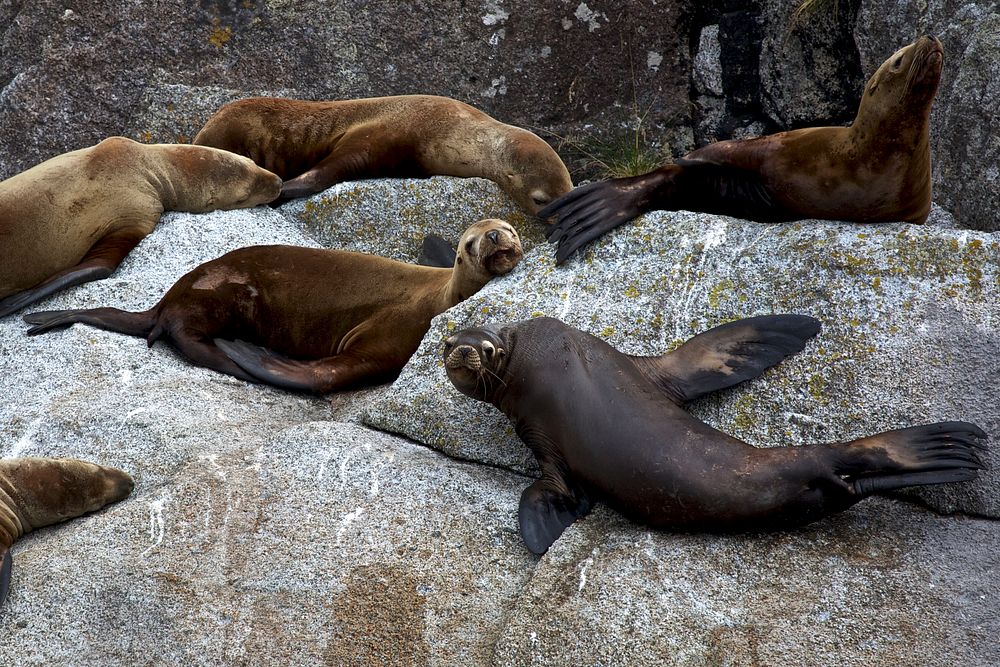 Resting seals. Original public domain image from Flickr
