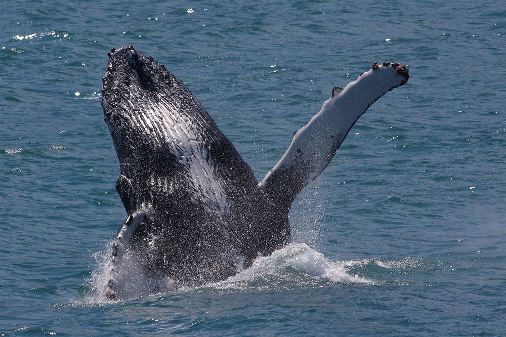 Humpback whale. Original public domain image from Flickr