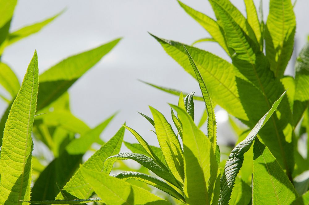 Green leaf with blue sky. Original public domain image from Flickr