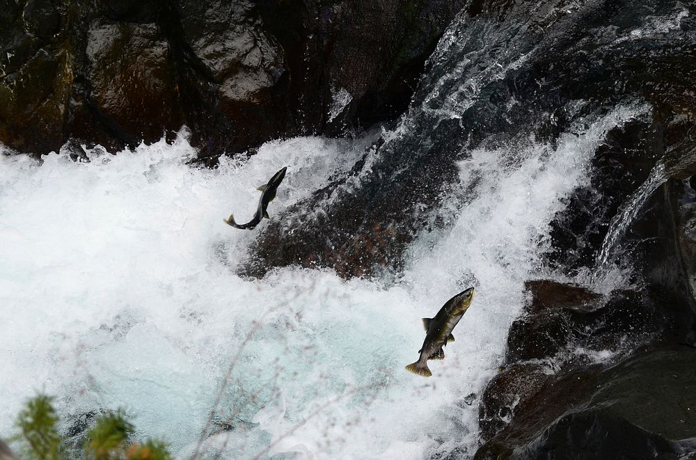 Salmon traveling upstream, Olympic National Forest. Forest Service Photo by Alex Weinmann. Original public domain image from…