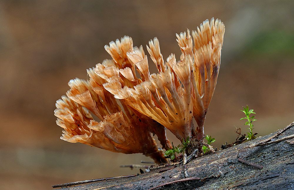 Wine Glass Fungus on woods. Original public domain image from Flickr