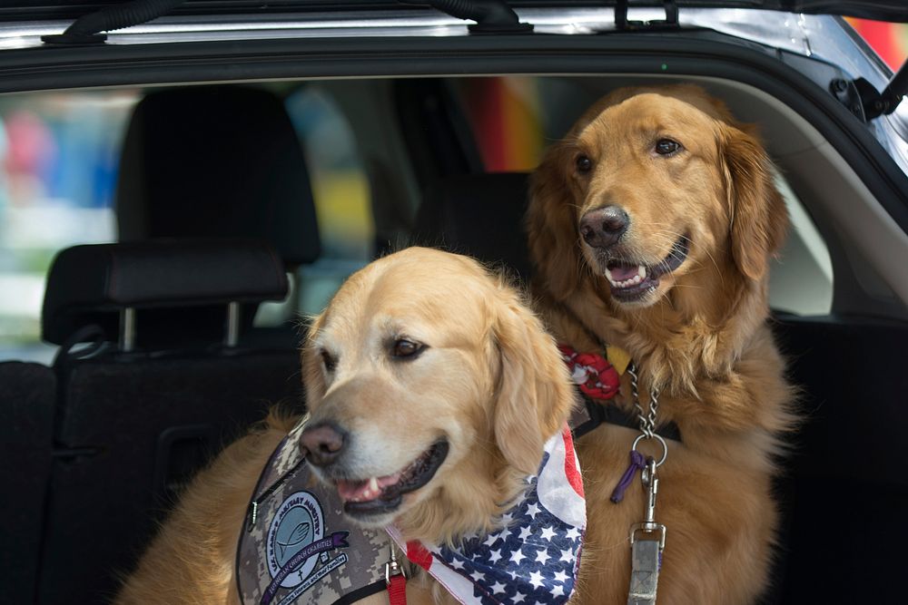 Two golden retriever on road trip. Original public domain image from Flickr