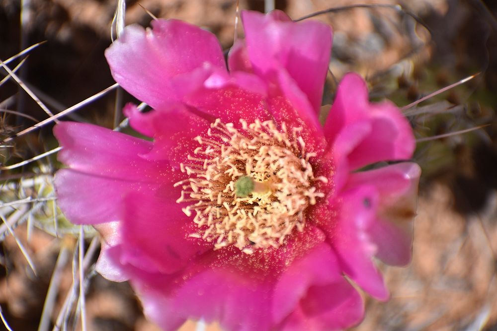 Pink Prickly Pear. Original public domain image from Flickr