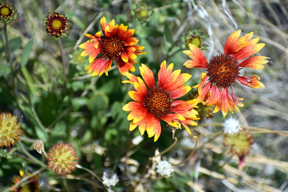 Firewheel flower. Original public domain image from Flickr