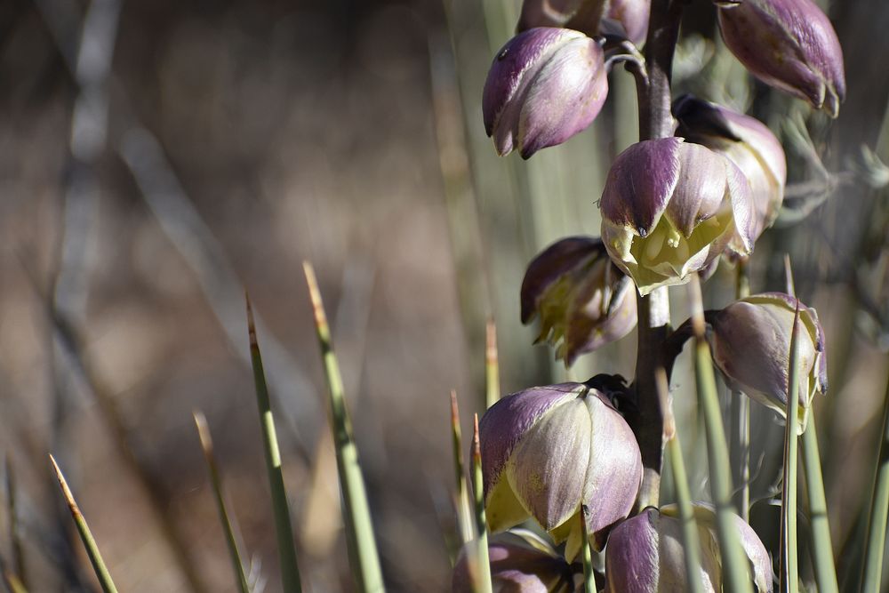 Yucca. Original public domain image from Flickr