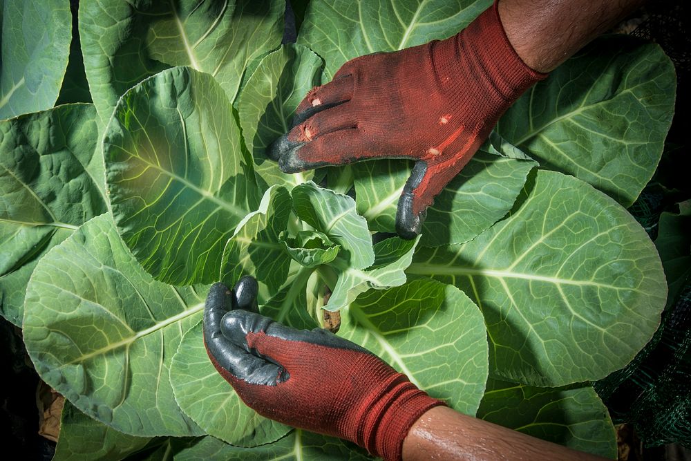 Federal employees from multiple agencies glean collard greens from a field at Miller Farms in Clinton, Md., July 14, 2017.