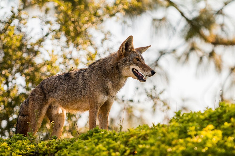 Urban Coyotes. Original public domain image from Flickr