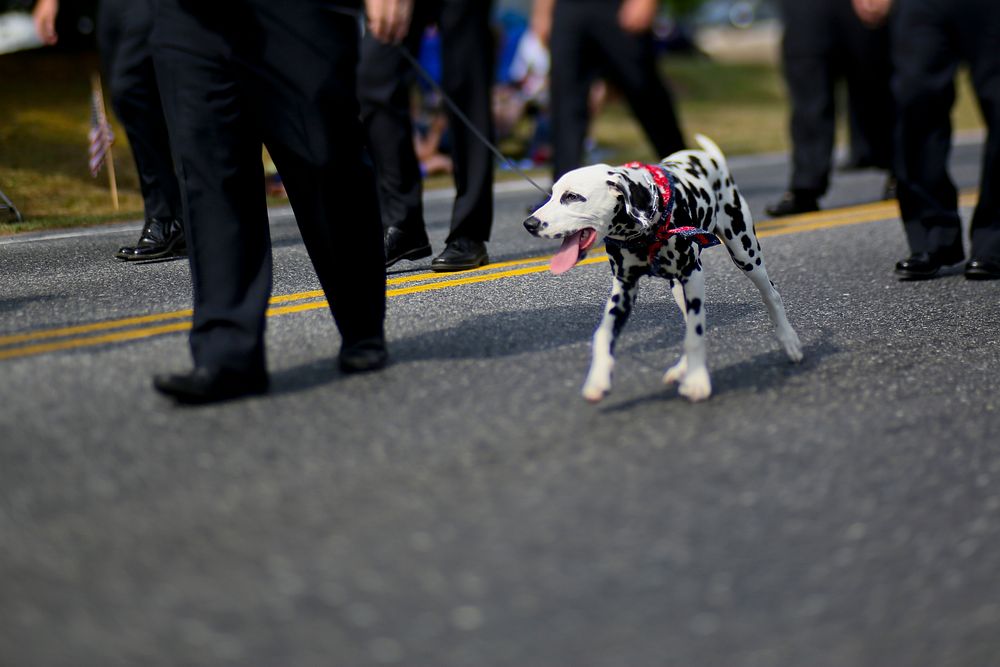 Dog walking at the parade among officers. Original public domain image from Flickr