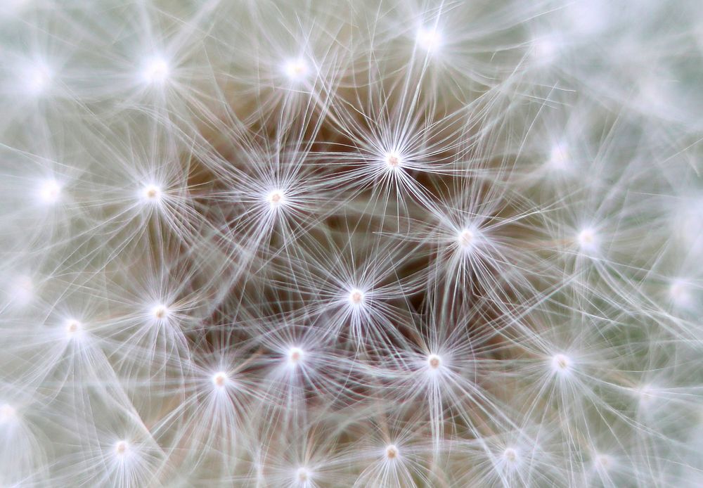 Close up of dandelion. Original public domain image from Flickr