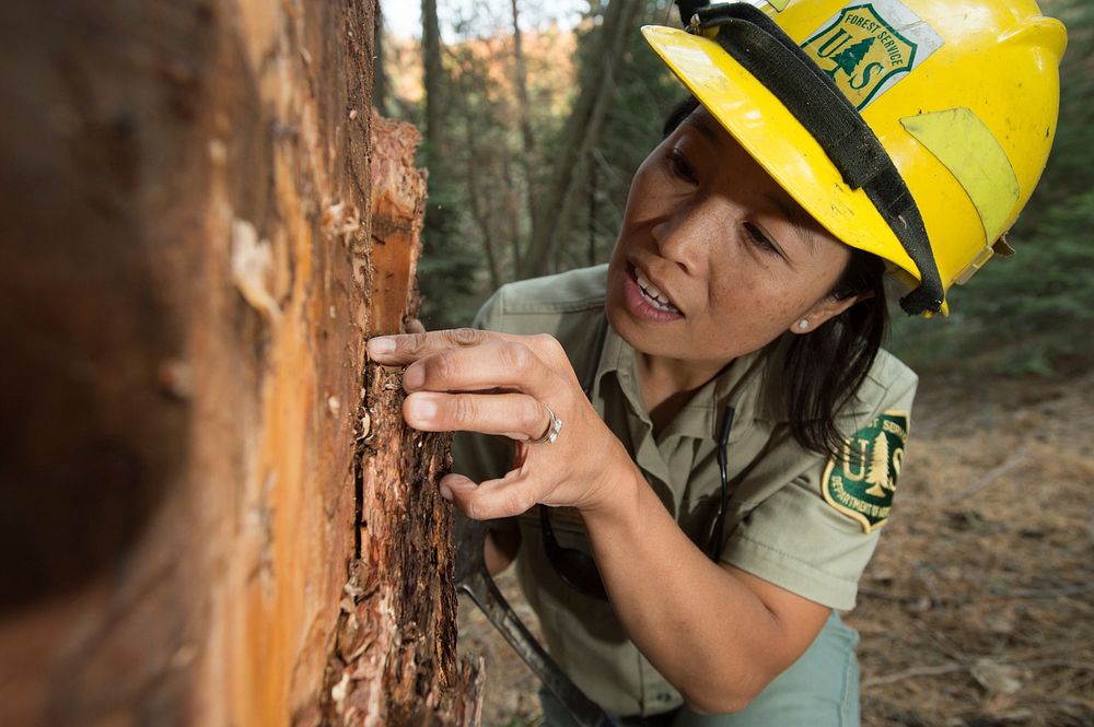 U.S. Department of Agriculture (USDA) Forest Service (FS) Entomologist searches for pine bark beetles burrowed in dead…