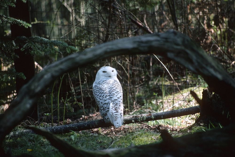 Snowy owl. Original public domain image from Flickr