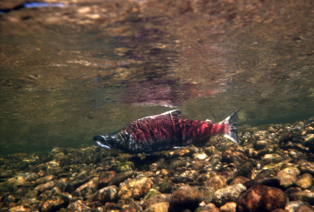 Sockeye Salmon, fisheries. Original public domain image from Flickr