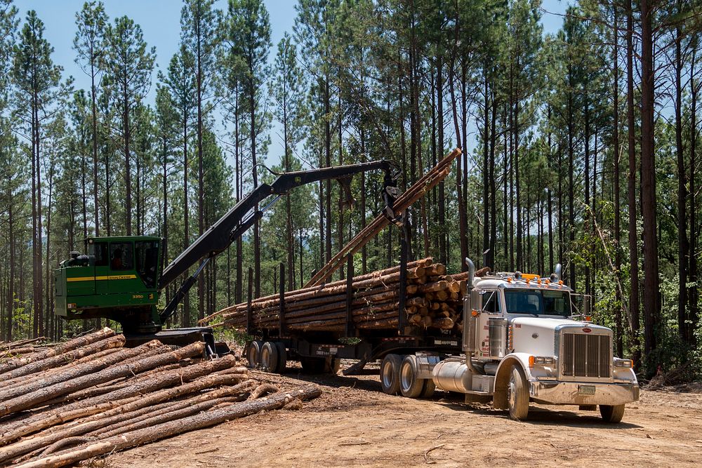 Timber sales production in the Chatahochee National Forest, GA. Original public domain image from Flickr