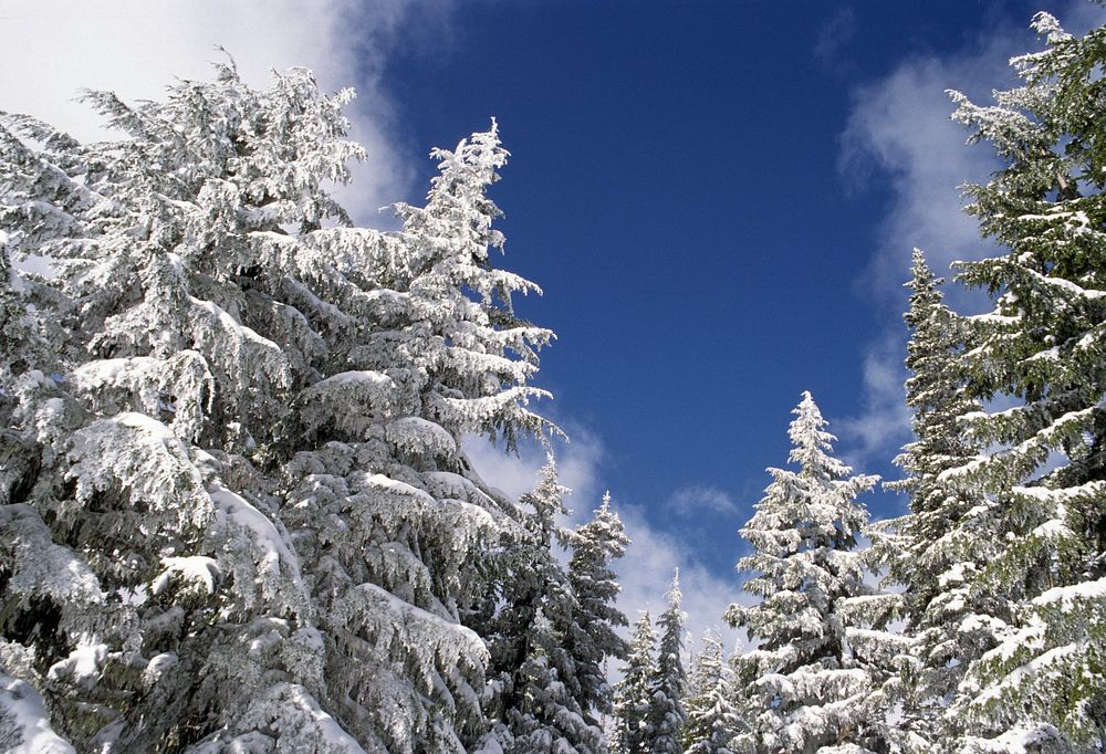 Snow Covered Trees, Mt Hood National Forest. Original public domain image from Flickr