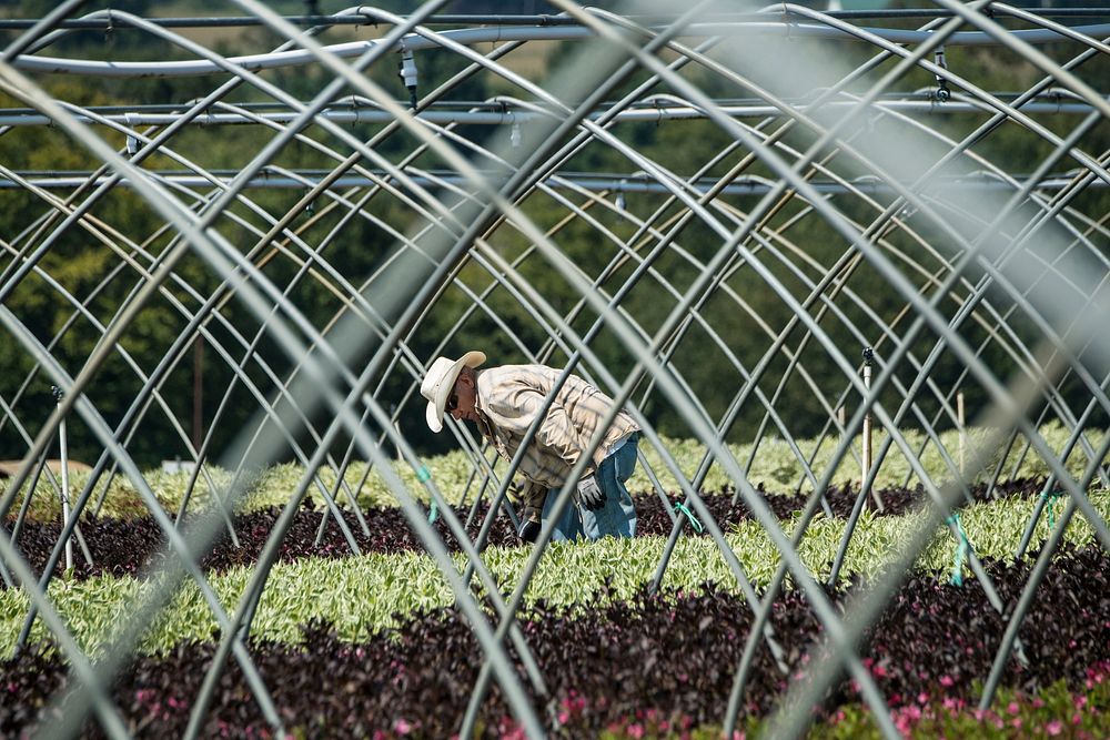A worker at Prides Corner Nursery, August 31, 2017, in Lebanon, CT. Owner Mark Sellew led U.S. Department of Agriculture…